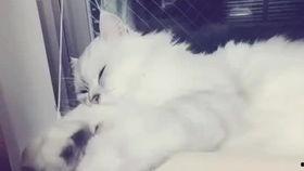 国产拖把视频教学,轻松掌握清洁技巧