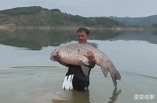 国产高清青鱼视频大全,尽享视觉盛宴，探寻水中精灵之美