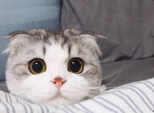 猫可以生吃国产鸡肉吗视频,国产鸡肉生食的安全性探讨